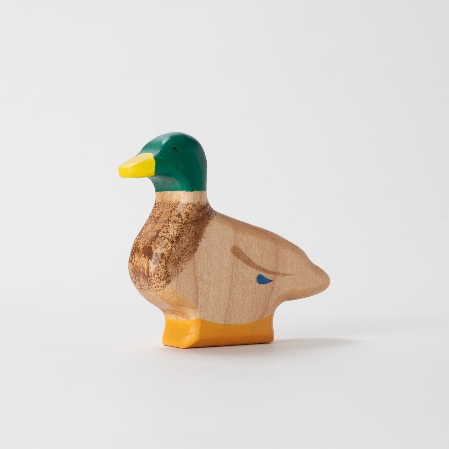 Mallard Duck - Drake