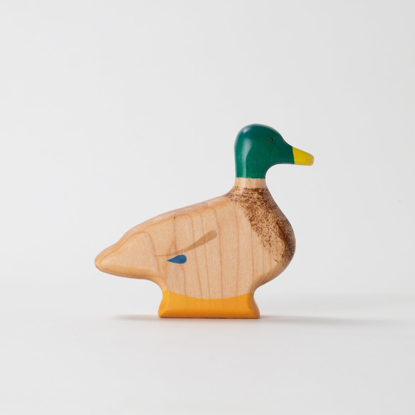 Mallard Duck - Drake