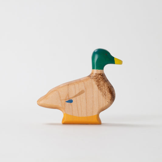Mallard Duck - Drake