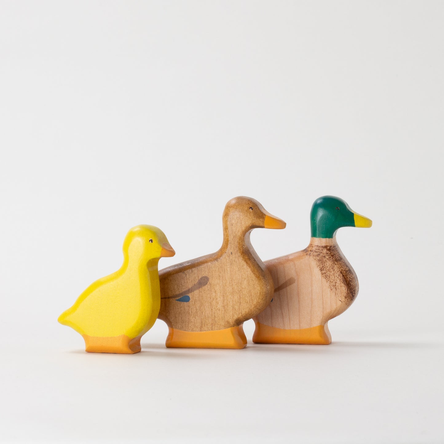 Mallard Ducks & Duckling