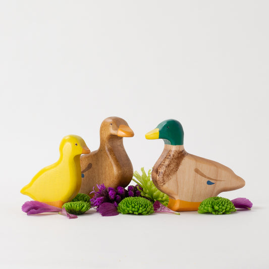 Mallard Ducks & Duckling