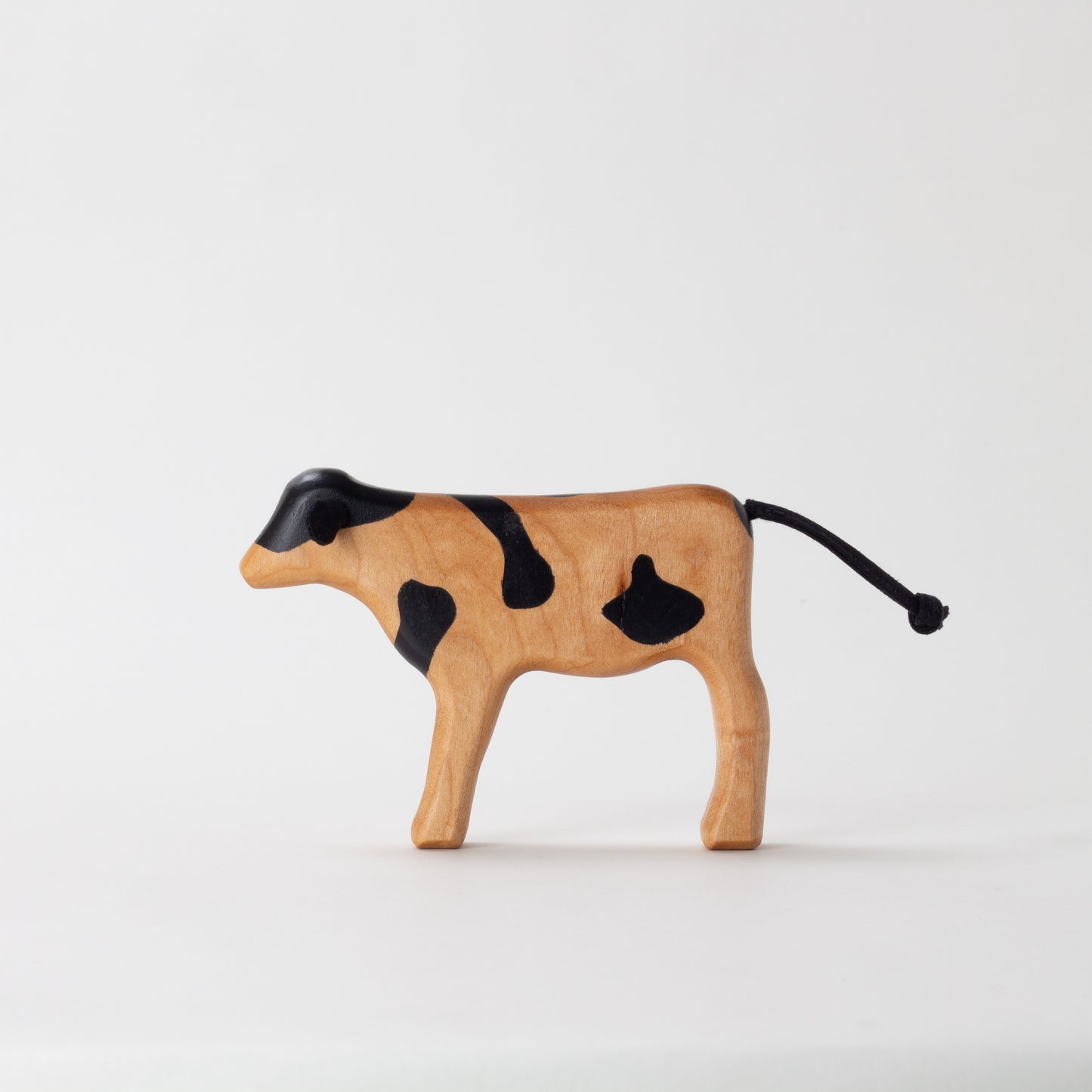 Holstein Dairy Calf