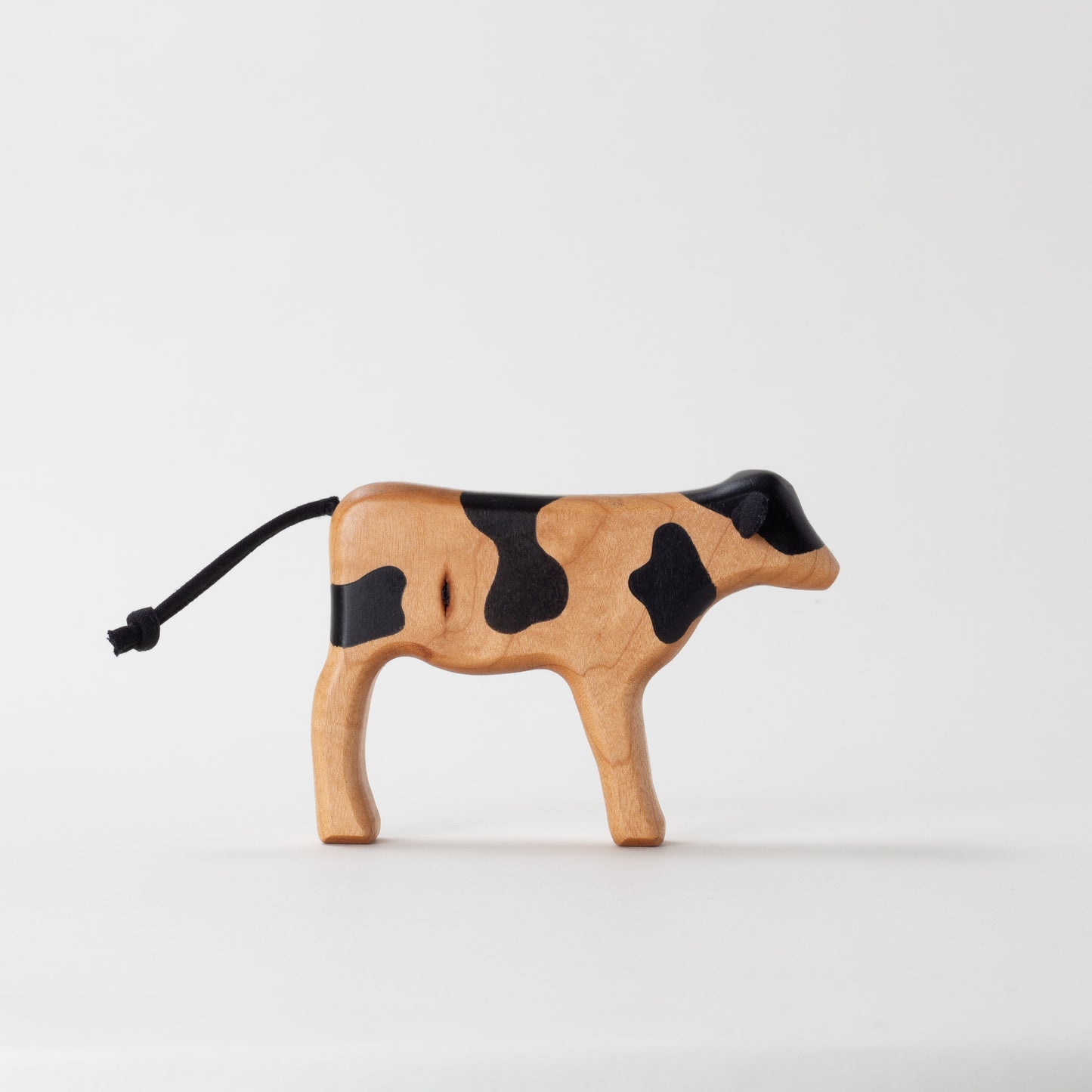 Holstein Dairy Calf