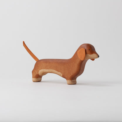 Dachshund