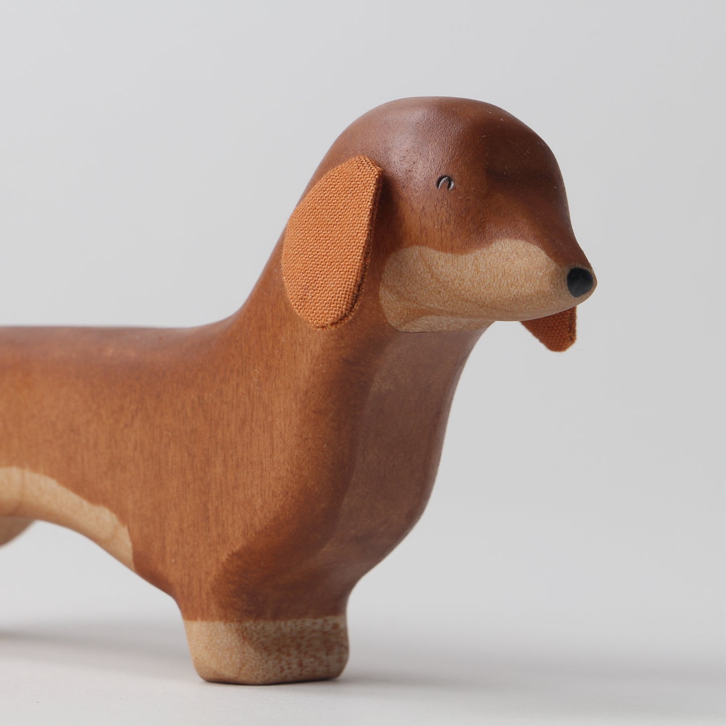 Dachshund