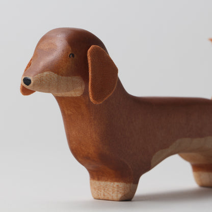 Dachshund